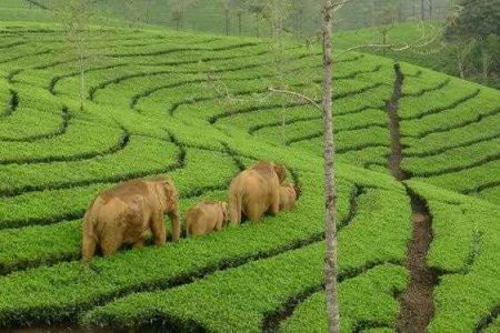 Kerala Tour – 5 Nights and 6 Days (Deluxe)