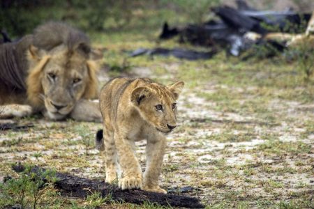 Mikumi and Nyerere National park Trip (06 Nights / 07 Days) 03 Person