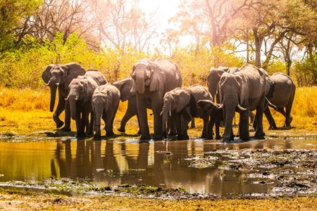 Mikumi and Nyerere National park Trip (06 Nights / 07 Days) 05 Person