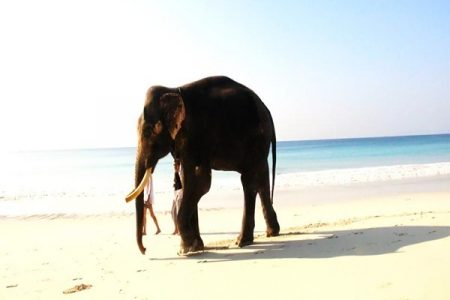 Explore Andaman : Ultimate Fun – 06 Persons (April. 23 – Sep. 23) (05 Nights / 06 Days) 3 Star Deluxe Accommodation