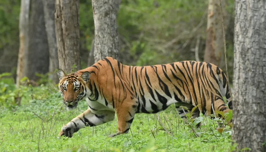 Dampa tiger reserve