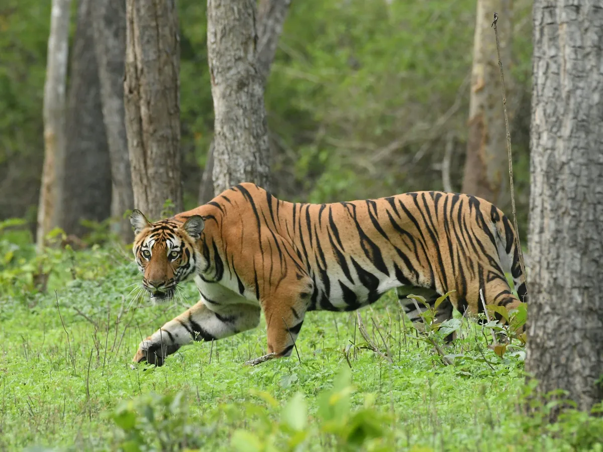 Dampa tiger reserve
