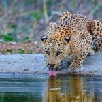 Jhalana Leopard Conservation Reserve