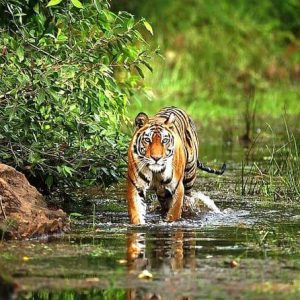 Sardarpur Wildlife Sanctuary