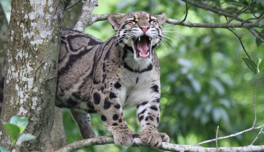The Clouded Leopard National Park