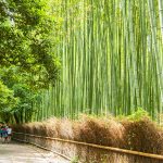 Bamboo forests