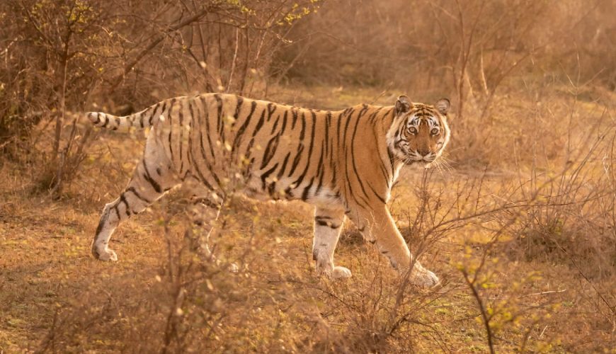 Top 9 most popular national parks and wildlife sanctuaries in India