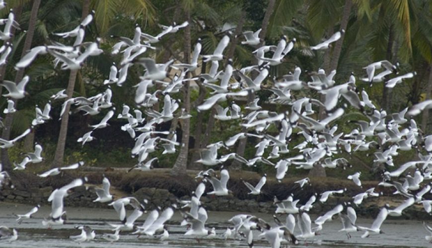 Kadalundi Bird Sanctuary