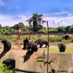 nagaland zoological park