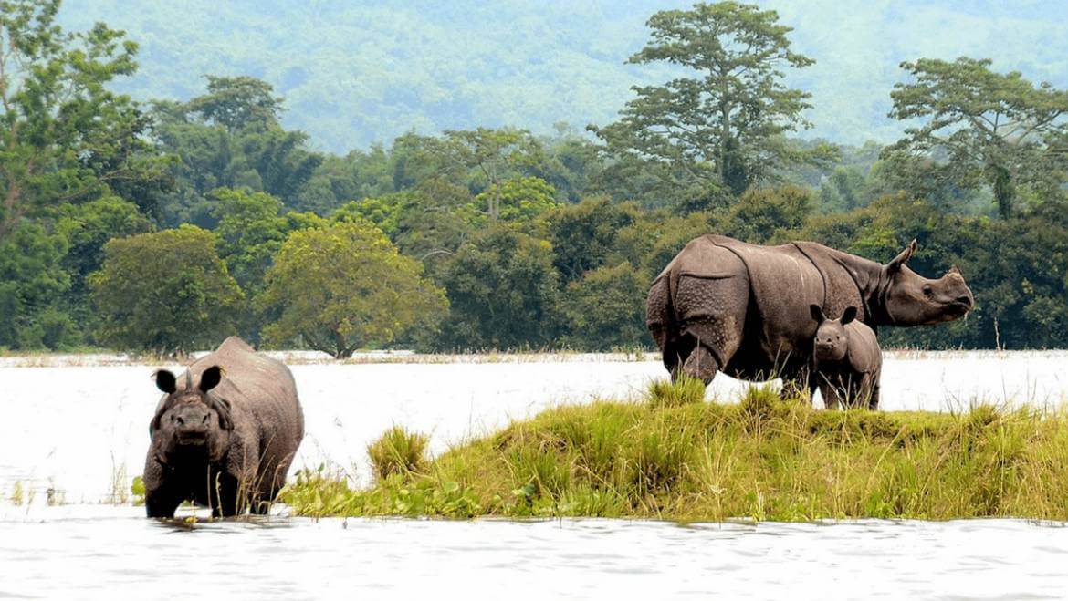 Kaziranga National Park Trek || Assam