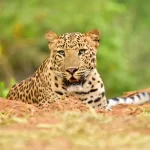 Jhalana Leopard Reserve Trek