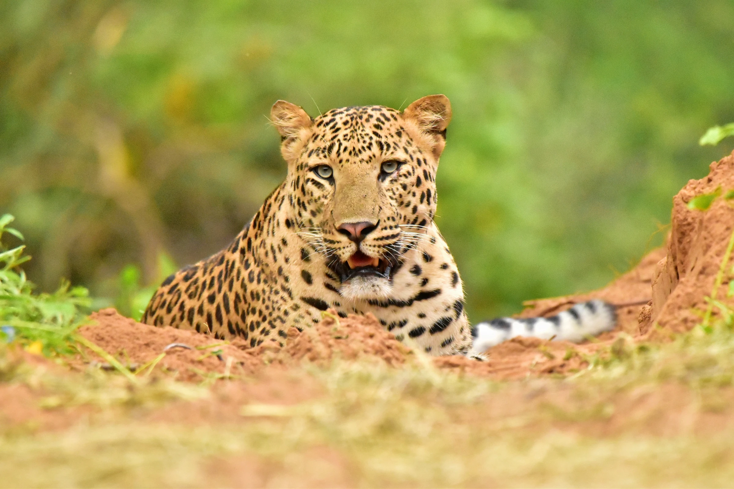 Jhalana Leopard Reserve Trek