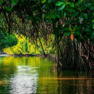 Pichavaram Mangrove Forests