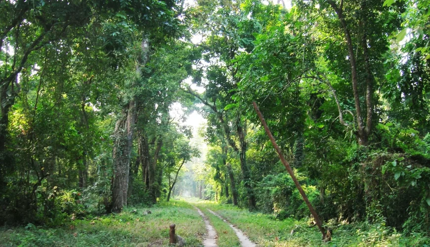 Dehing Patkai Wildlife Sanctuary Trek || Assam