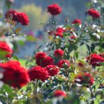 Rose Garden in Chandigarh