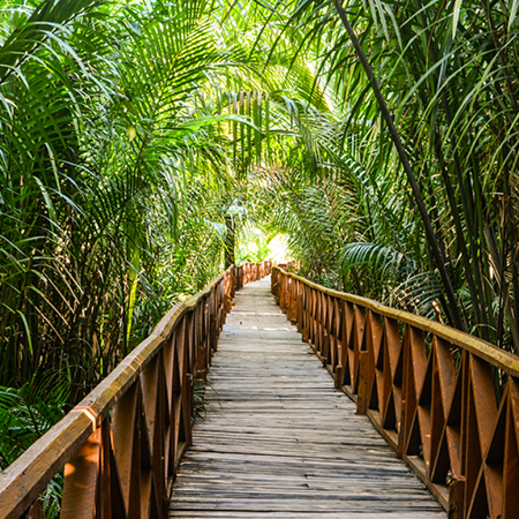 Dhaninallah Mangrove Nature Walkway/Walk