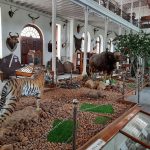 Forest Museum