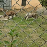 Rohtak Zoo || Haryana