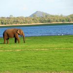 Maduru Oya National Park || Sri Lanka