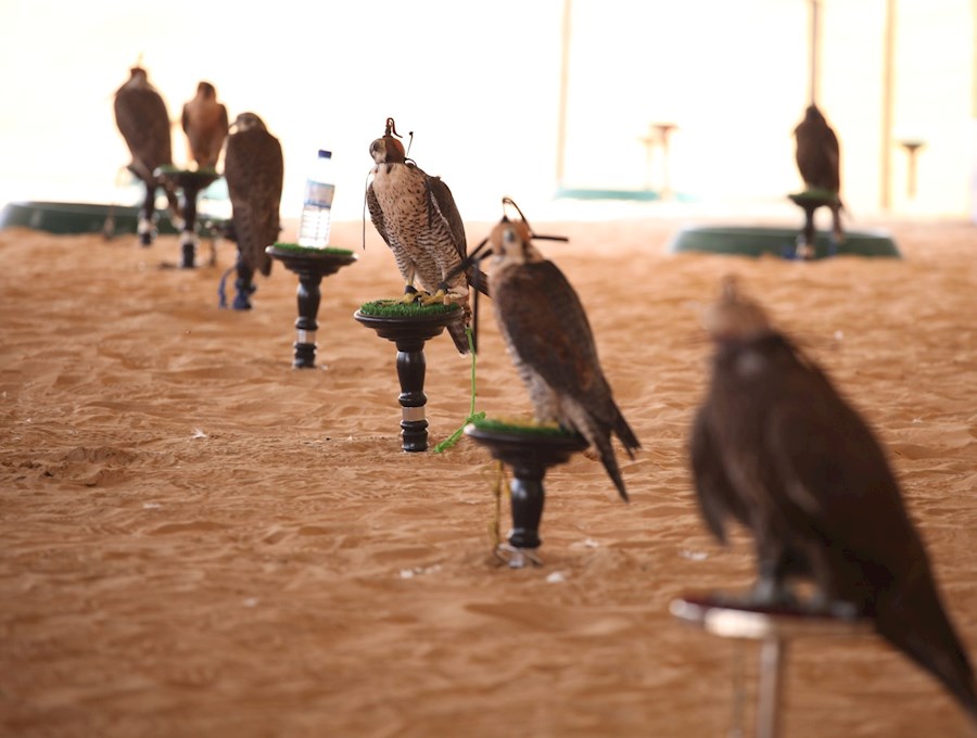 Abu Dhabi Falconers' Club