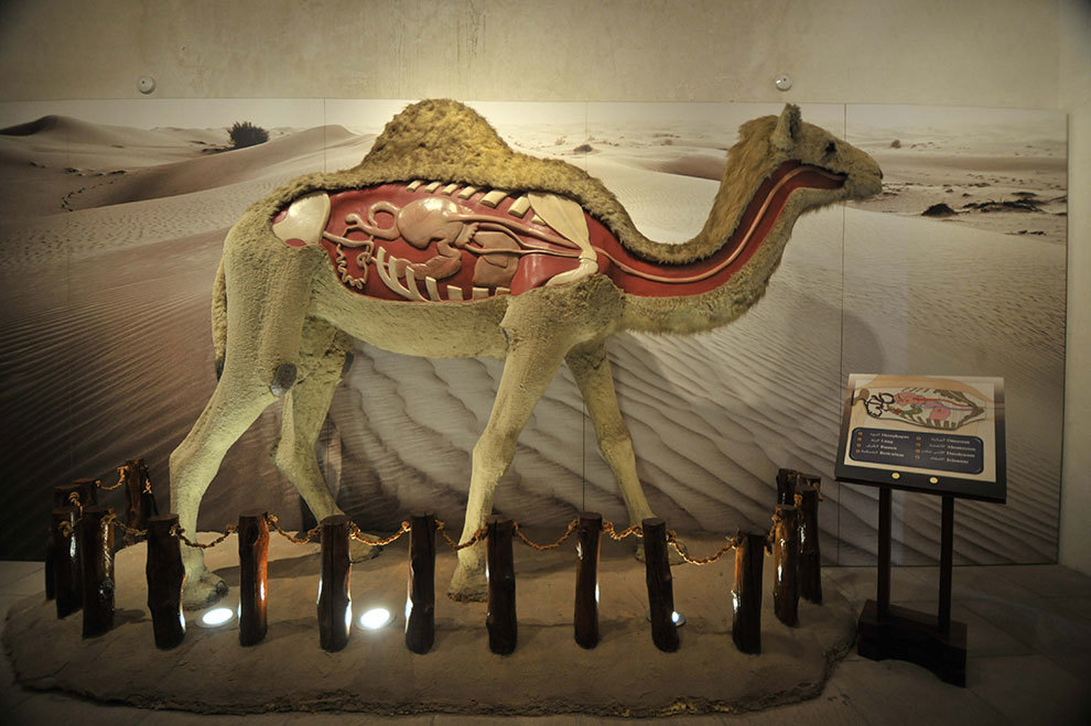 Camel Museum || Dubai