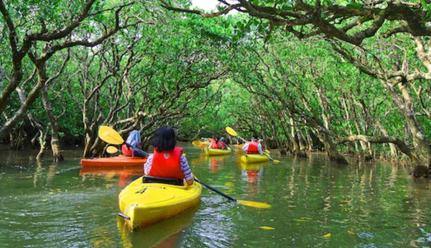 Mangrove Kayaking Tour