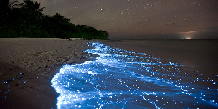 Night Ocean Safaris in the Maldives