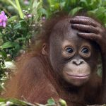Shangri-La's Orangutan Care Project, Kota Kinabalu