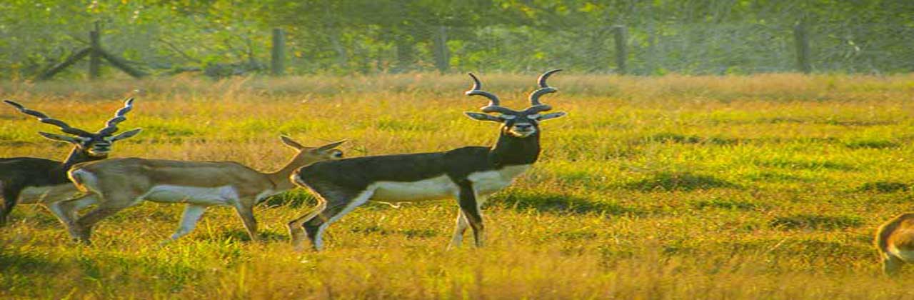 Koshi Tappu Wildlife Reserve