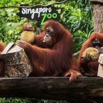 Singapore Zoo || Singapure