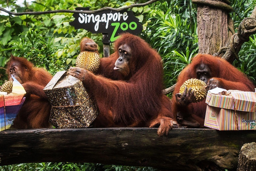 Singapore Zoo || Singapure