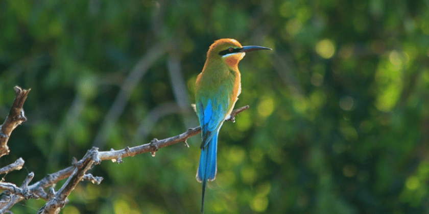 Bundala Bird Sanctuary