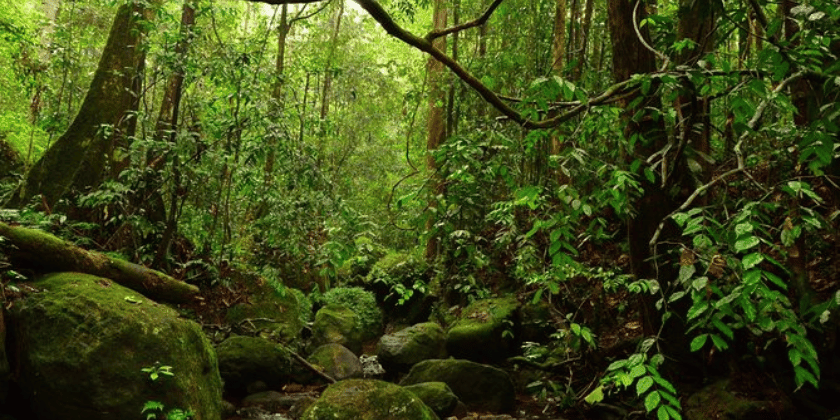 Kanneliya Rain Forest