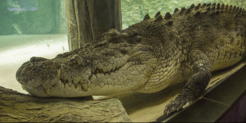Dubai Aquarium & Underwater Zoo - King Croc & Friends.