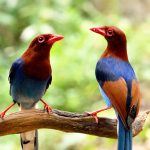 Attidiya Bird Sanctuary || Sri Lanka