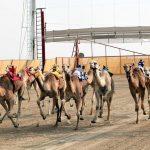 Kuwait Camel Racing Club: Camel racing track with regular races. || Kuwait