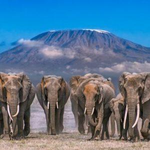 Amboseli Elephant Research Project || Kenya