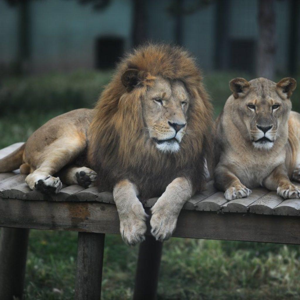 Bursa Zoo and Safari Park