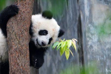 Trip To China To Discover The Panda Bears Tour Package (7 Nights / 8 Days)