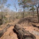 Chirundu Fossil Forest