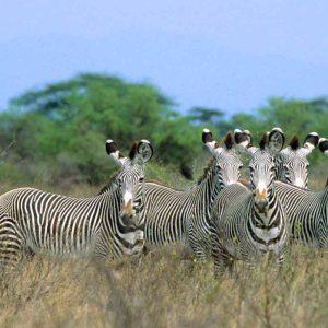 Meru National Park || Kenya
