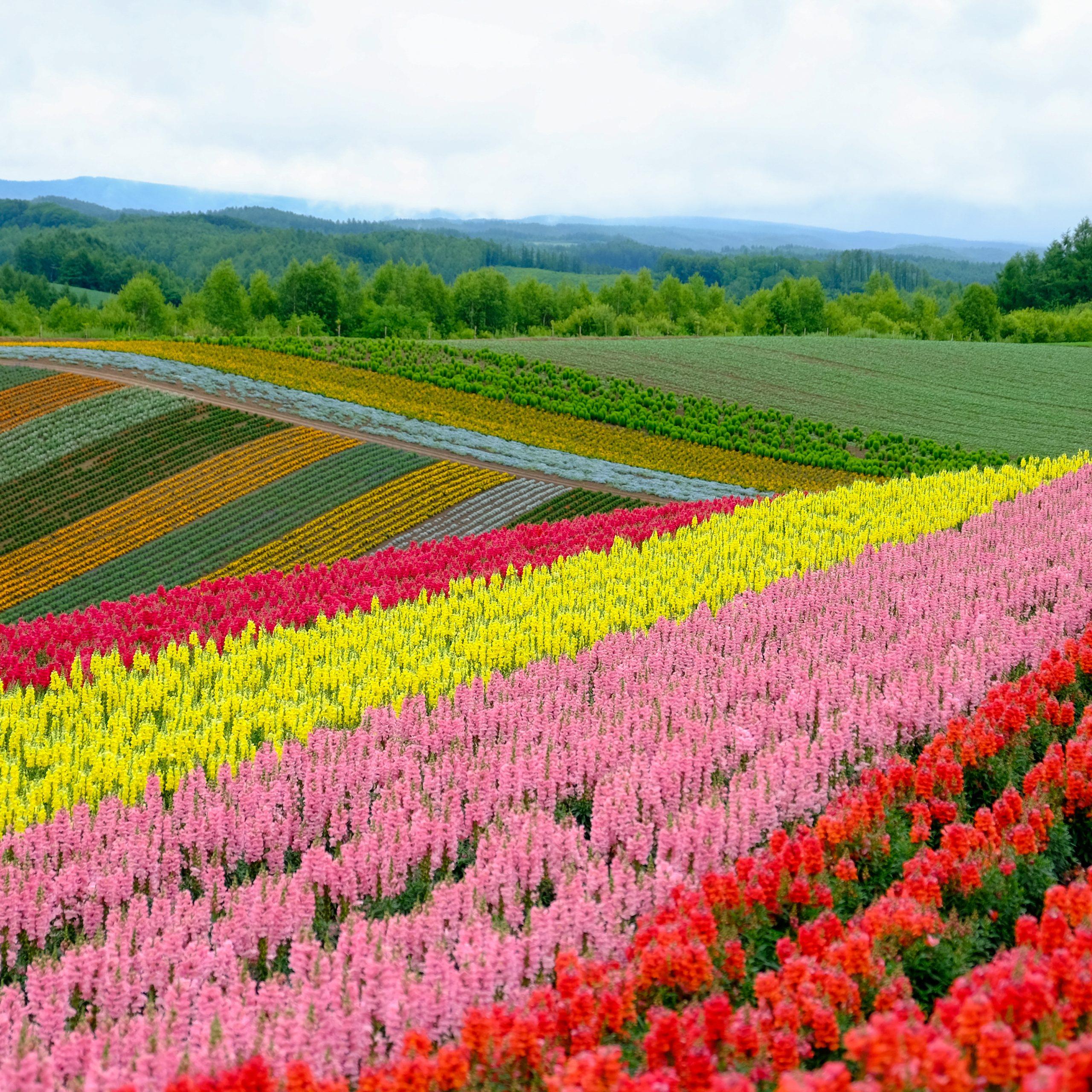 Japan- Hokkaido Guided Tour Package (4 Nights / 5 Days) - Best Holiday ...
