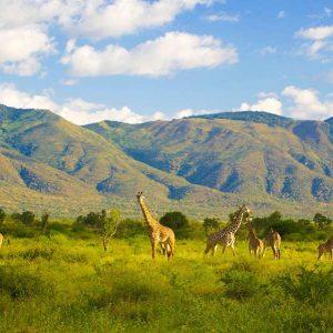 Mkomazi National Park || TANZANIA