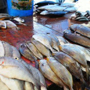 Mpulungu Fish Market