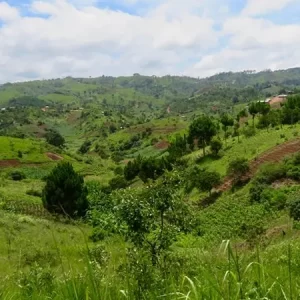 Mzuzu Coffee Plantation Malawi