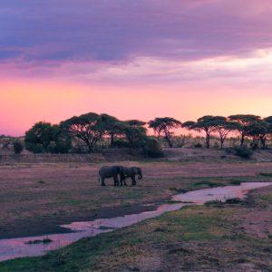 Ruaha National Park || TANZANIA