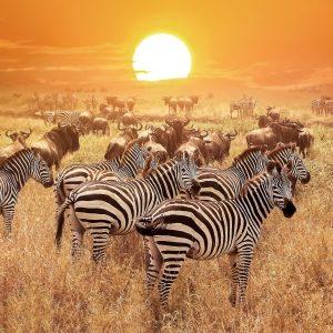 Serengeti National Park || Tanzania