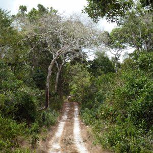 Arabuko Sokoke Forest Reserve || Kenya