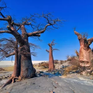 Baobab Tree Forests || Botswana