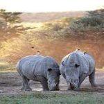 Khama Rhino Sanctuary || Botswana